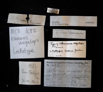 Media type: image;   Ichthyology 1682 Description: photograph;  Aspect: labels